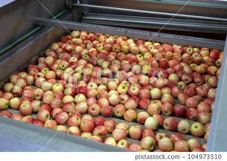 Apple Washing, Sorting, Grading and Waxing - Postharvest Apple Processing in Packing House Prior Distribution to Market 104973510