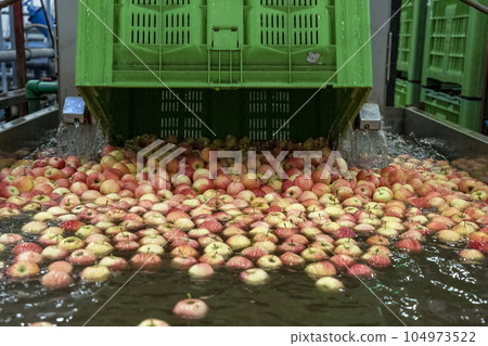 Unloading Heap of Harvested Fresh Apples into Water Tank in Food Processing Plant - Fresh Apples Floating and Being Washed and Transported in Water Tank Conveyor. 104973522