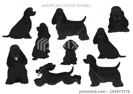 American cocker spaniel all colours clipart. Different coat colors set. 104973576