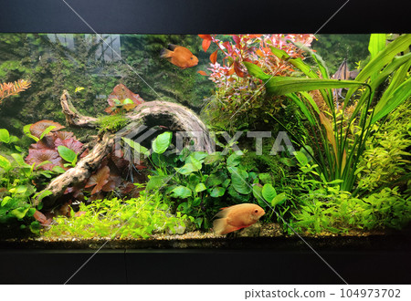 close up of aquarium tank full of fish close up of aquarium tank full of fish 104973702