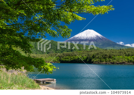 《山梨縣》初夏的富士山，新綠的西湖 104973914