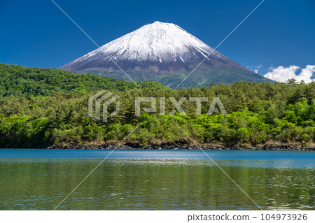 《山梨縣》初夏的富士山，新綠的西湖 104973926
