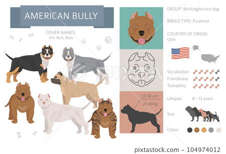 American bully dog isolated on white. Characteristic, color varieties, temperament info. Dogs infographic collection American bully dog isolated on white. Characteristic, color varieties, temperament info. Dogs infographic collection 104974012
