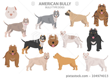 Pit bull type dogs. American bully. Different variaties of coat color bully dogs set Pit bull type dogs. American bully. Different variaties of coat color bully dogs set 104974013