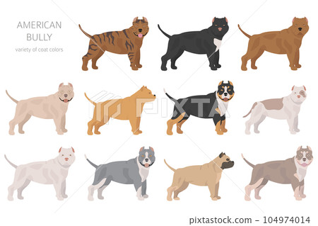 American bully dogs set. Color varieties, different poses. Dogs infographic collection American bully dogs set. Color varieties, different poses. Dogs infographic collection 104974014