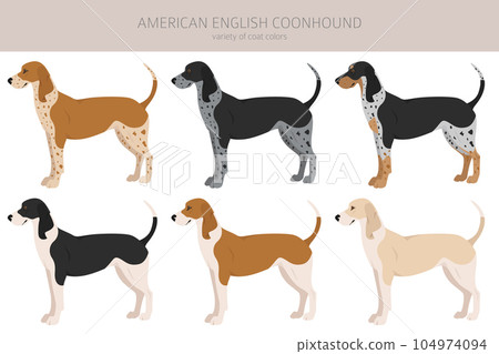 American englisn coonhound all colours clipart. Different coat colors set. American englisn coonhound all colours clipart. Different coat colors set. 104974094
