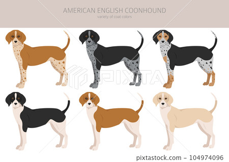 American englisn coonhound all colours clipart. Different coat colors set. American englisn coonhound all colours clipart. Different coat colors set. 104974096