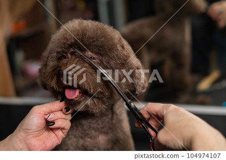 Woman trimming a small dog with scissors in a grooming salon. Woman trimming a small dog with scissors in a grooming salon. 104974107