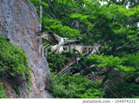 Flight of the Osprego Flight of the Osprego 104974131