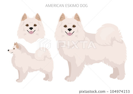 American eskimo dog all colours clipart. Different coat colors set. 104974153