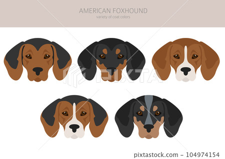 American foxhound all colours clipart. Different coat colors set. 104974154