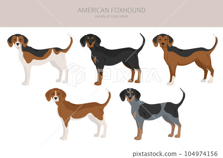 American foxhound all colours clipart. Different coat colors set. 104974156