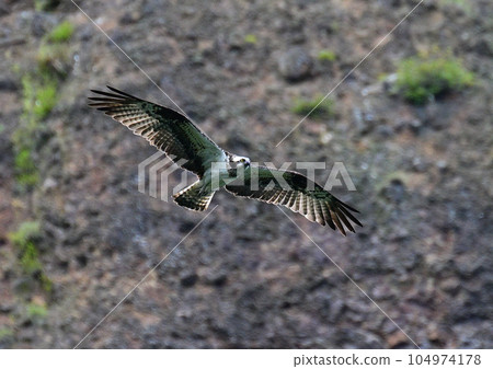 Flight of the Osprego 104974178
