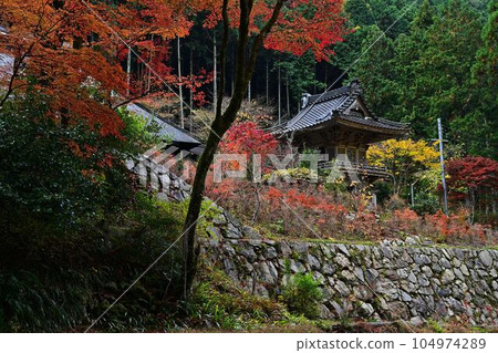 秋天的岩瀧寺 104974289