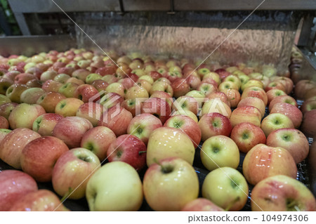 Automated Apple Washing and Transportation in Water Tank in Food Processing Plant - Fresh Apples Floating and Being Washed and Transported in Water Tank Conveyor  104974306