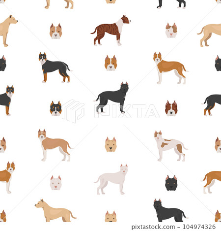 American staffordshire terrier dogs set. Color varieties, different poses. Seamless pattern 104974326