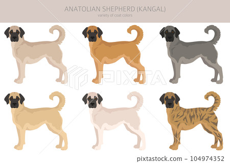 Anatolian shepherd all colours clipart. Different coat colors and poses set 104974352