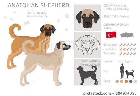 Anatolian shepherd all colours clipart. Different coat colors and poses se Anatolian shepherd all colours clipart. Different coat colors and poses se 104974353