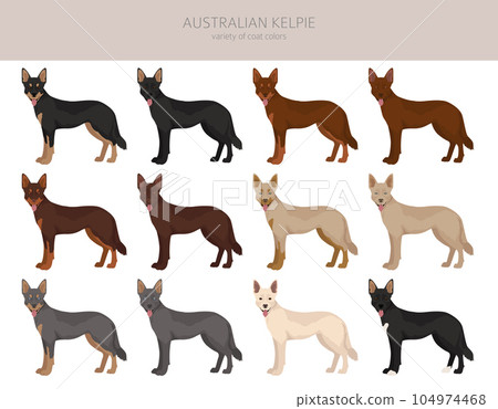 Australian kelpie all colours clipart. Different coat colors and poses set Australian kelpie all colours clipart. Different coat colors and poses set 104974468