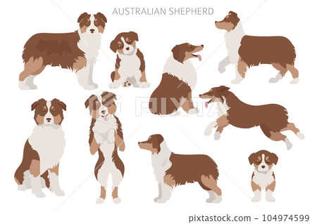Australian shepherd dogs set. Color varieties, different poses. Dogs infographic collection 104974599