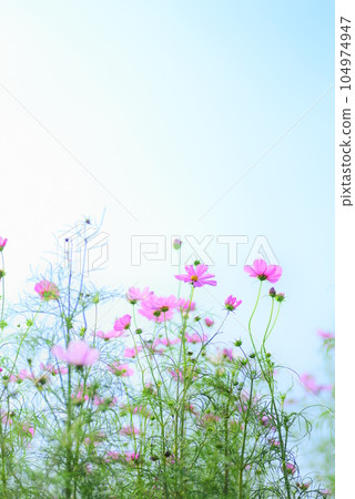 發光在藍天的波斯菊 104974947