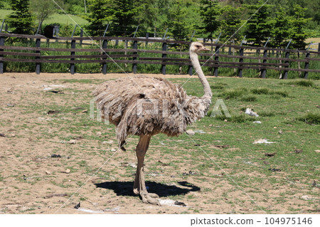 Niseko Ostrich Ranch Niseko Ostrich Ranch 104975146
