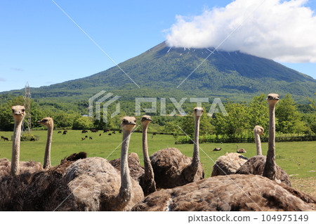 Niseko Ostrich Ranch and Mount Yotei 104975149
