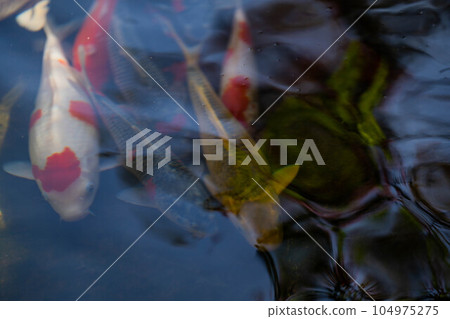 Enkoji Temple Enkoji Temple 104975275