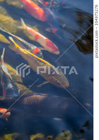 Enkoji Temple 104975276