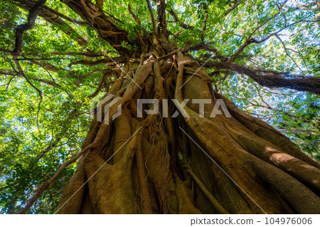 Matsuo's Ficus superba Matsuo's Ficus superba 104976006