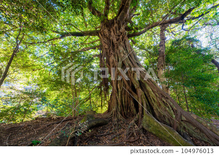 Matsuo's Ficus superba Matsuo's Ficus superba 104976013