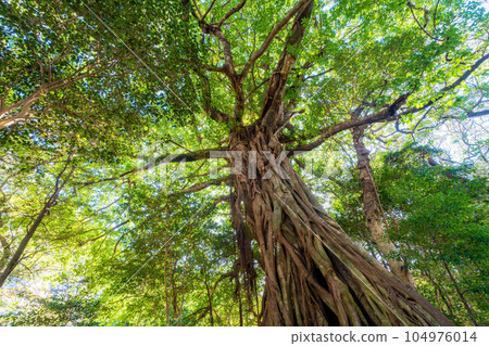 Matsuo's Ficus superba Matsuo's Ficus superba 104976014