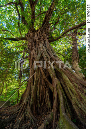 Matsuo's Ficus superba Matsuo's Ficus superba 104976015