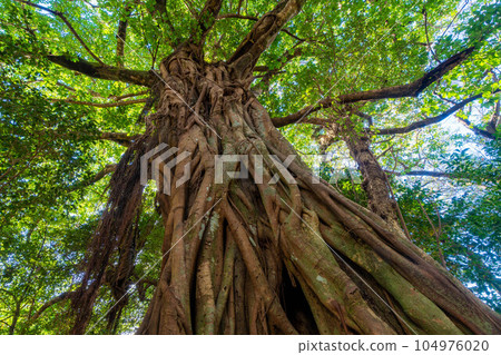 Matsuo's Ficus superba 104976020