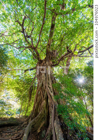 Matsuo's Ficus superba Matsuo's Ficus superba 104976023