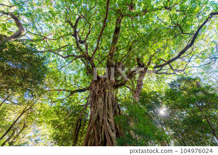 Matsuo's Ficus superba Matsuo's Ficus superba 104976024