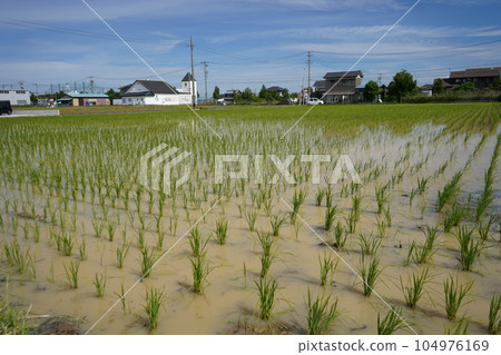 Rural scenery Scenery after rice planting Rural scenery Scenery after rice planting 104976169