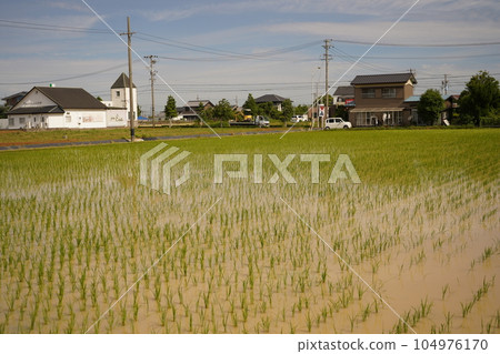Rice field after planting rice 104976170