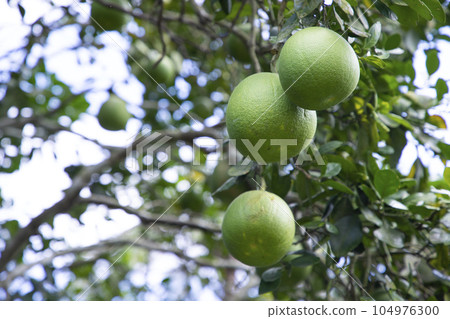 Green Pomelo (Citrus grandis) Pomelos are the most prominent fruits oranges hanging on the tree branch Green Pomelo (Citrus grandis) Pomelos are the most prominent fruits oranges hanging on the tree branch 104976300