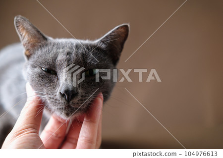 Korat cat is drowsiness by being scratched by its neck. Korat cat is drowsiness by being scratched by its neck. 104976613