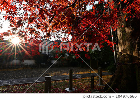 Kouza Shrine in Autumn 104976660