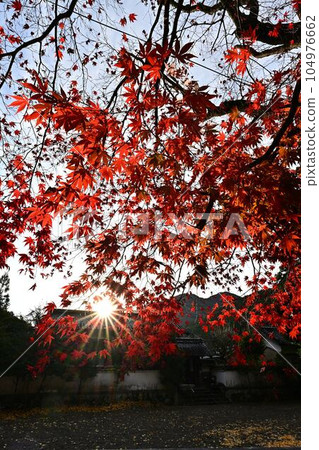 Kouza Shrine in Autumn Kouza Shrine in Autumn 104976662