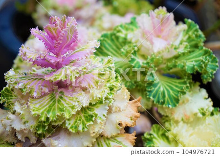 Platinum Kale Habotan Habotan Botansai Platinum Kale Habotan Habotan Botansai 104976721
