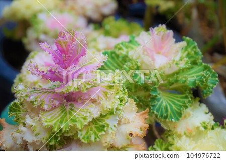 Platinum Kale Habotan Habotan Botansai Platinum Kale Habotan Habotan Botansai 104976722