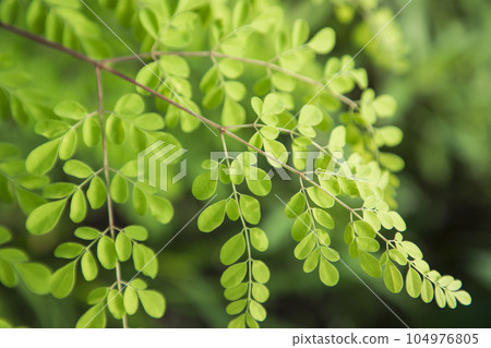 Drumstick tree, Herbal Green Moringa leaves tree background 104976805
