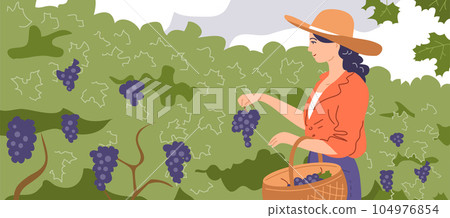 A young beautiful girl collects grapes in a basket 104976854