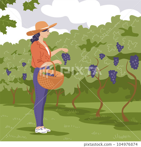 A young beautiful girl collects grapes in a basket 104976874