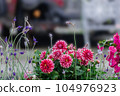 Dahlia flowers blooming in the spring flowerbed 104976923