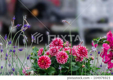 Dahlia flowers blooming in the spring flowerbed 104976923