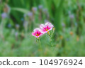 Petunia flowers blooming in the flower bed 104976924